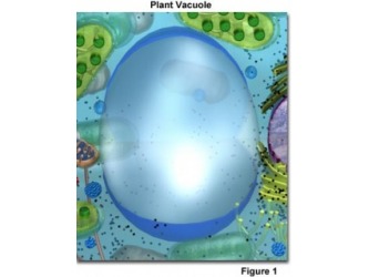What is the purpose of a vacuole?