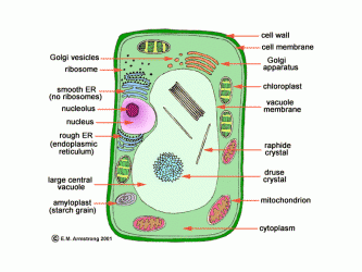 Structures unique to plant cells